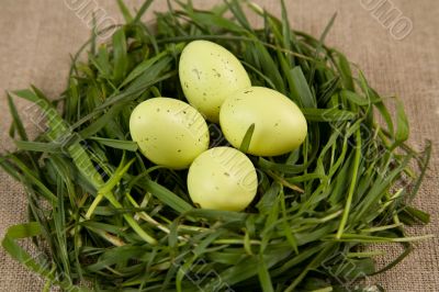 Close-up of grass nest with eggs