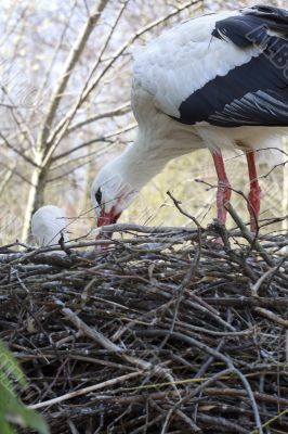 Stork in the nest