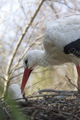 Stork in the nest