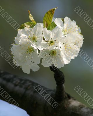 cherry blossom_02