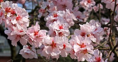 cherry blossom