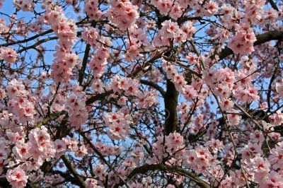 cherry blossom