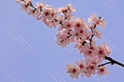 cherry blossom