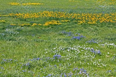 Spring field