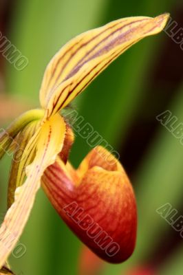 Paphiopedilum Orchid