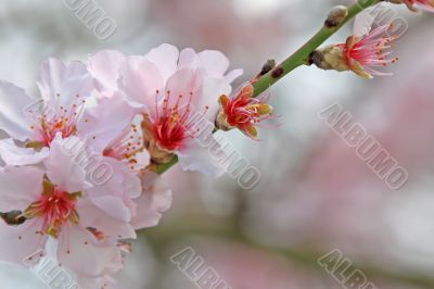 cherry blossom