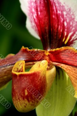 Paphiopedilum Orchid