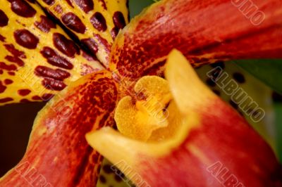 Paphiopedilum Orchid