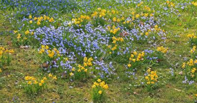 Spring field