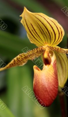 Paphiopedilum Orchid