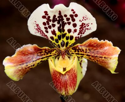 Paphiopedilum Orchid
