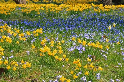 Spring field