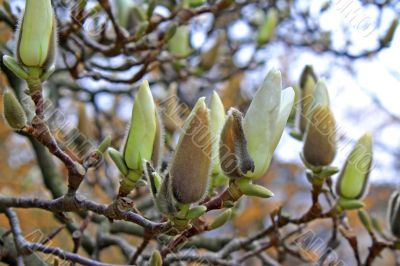 Magnolia