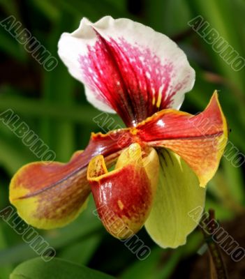 Paphiopedilum Orchid