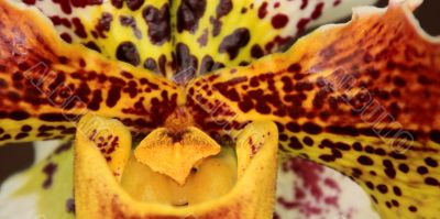 Paphiopedilum Orchid