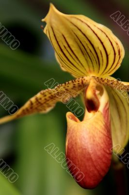 Paphiopedilum Orchid