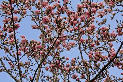 Magnolia