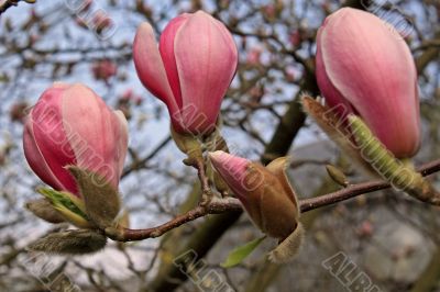 Magnolia