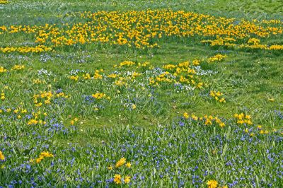 Spring field