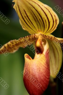 Paphiopedilum Orchid