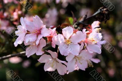 cherry blossom