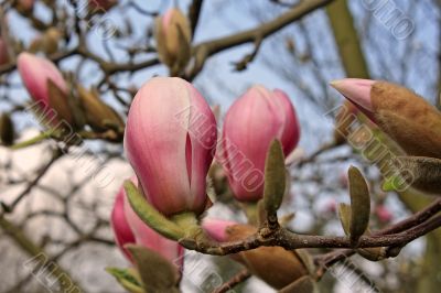 Magnolia