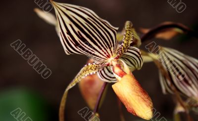 Paphiopedilum Orchid