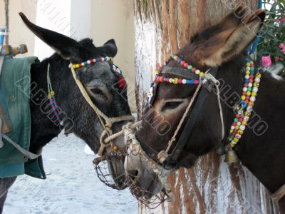 two donkeys in greece
