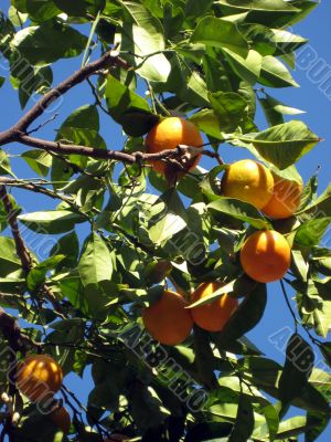 orange tree