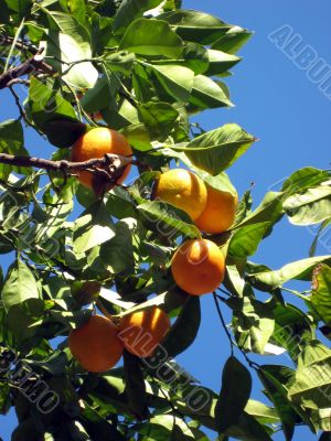 orange tree