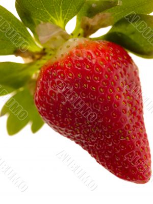 strawberry on white background