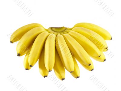 Bunch of Bananas