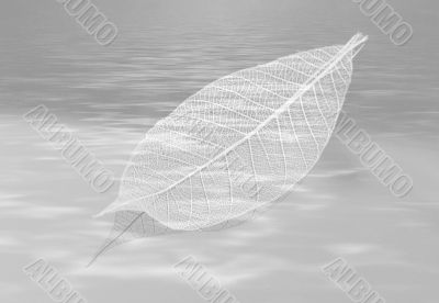 Fallen Leaf