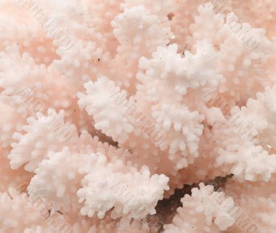 pink coral texture