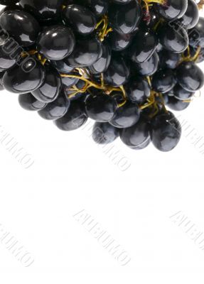 wet grape on white