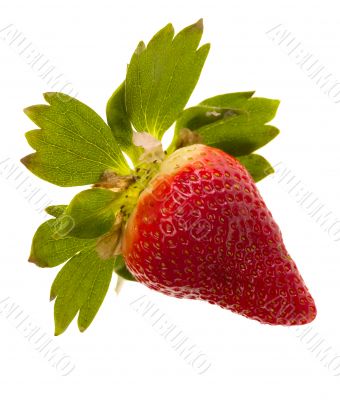strawberry on white background