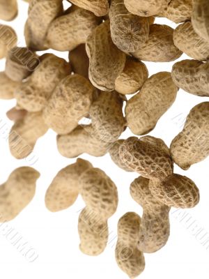 fallen groundnut pattern