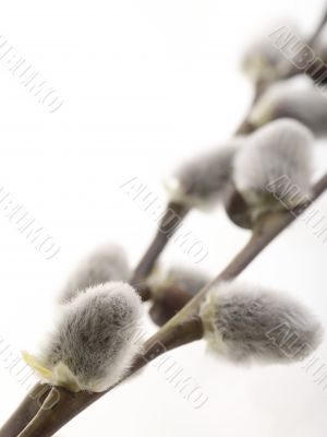 pussy willow twigs