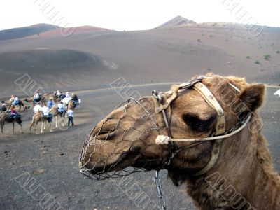 camel and a volcanic landscape