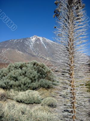 volcano Teide in Tenerife