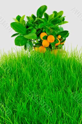 Harvest