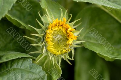 beautiful yellow decorative Sunflower bud closeup