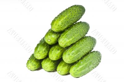 green cucumber vegetable fruits  isolated on white background