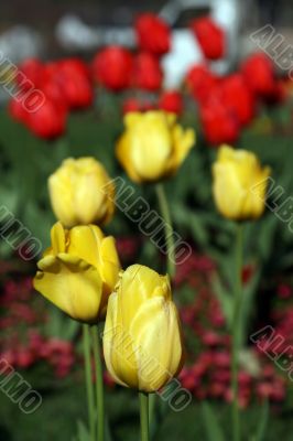 beautiful tulips, beautiful flowers