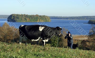 cow and photographer