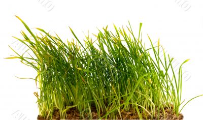 green grass on white background