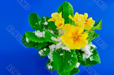 Flowers in Snow