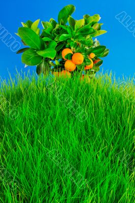 Orange Tree