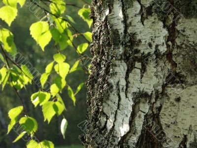 birch tree