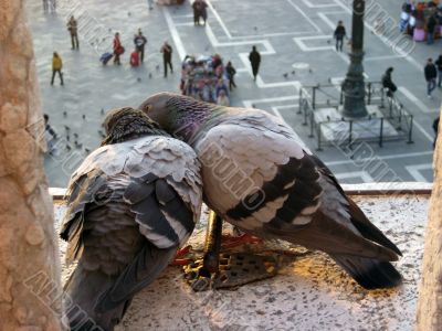 pigeons of Venice